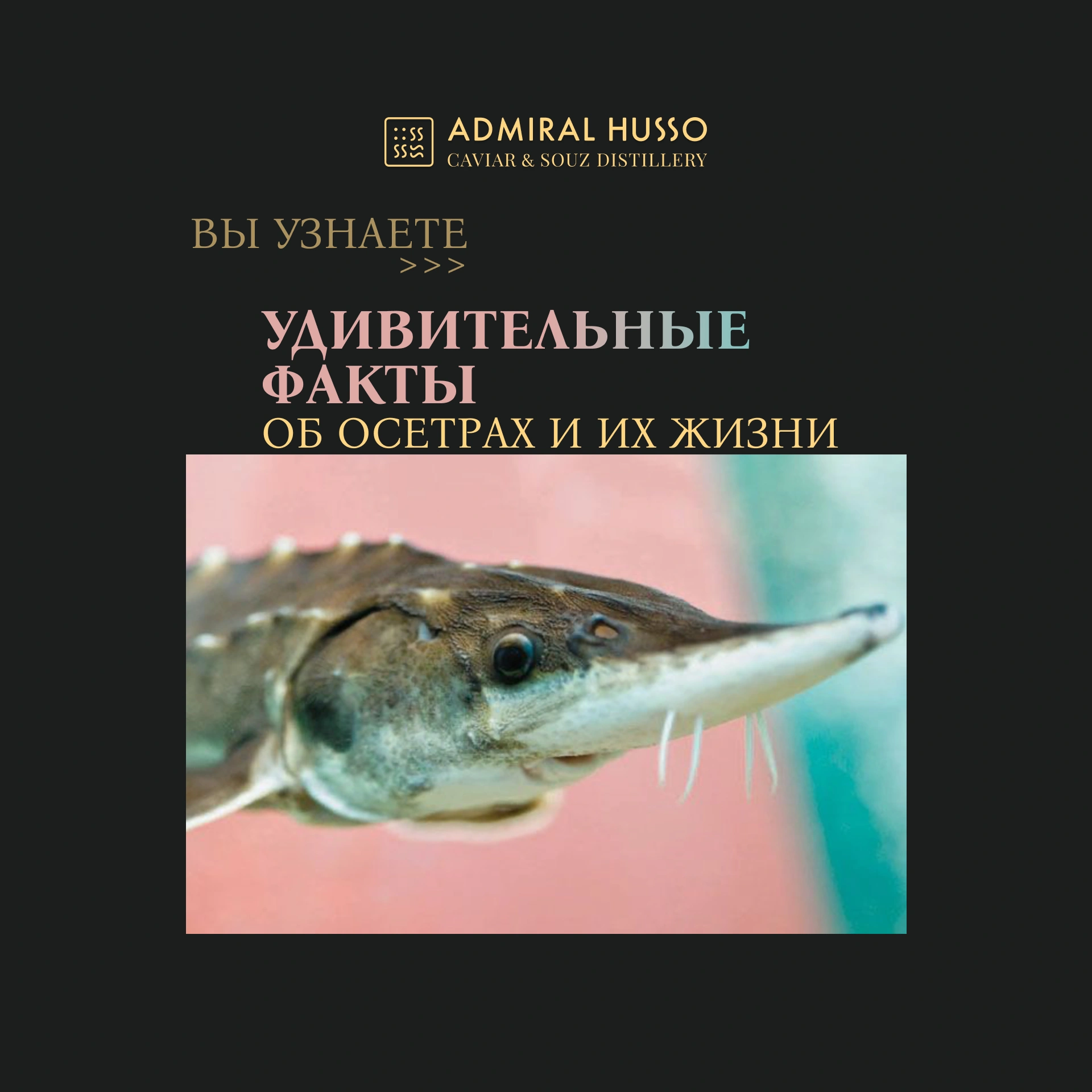 Экскурсии на производство чёрной икры